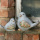 Vogelpaar Terracotta