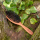 Haarbürste Birnbaumholz 10 Reihen